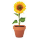 Terakotový kvetináč - slnečnica