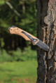 Drevený outdoorový nôž - XD Collection