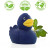 Prírodná gumová kačka, klasická - MBW, farba - blue, veľkosť - 7,5 cm