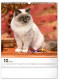 Nástenný kalendár Mačky 2024, 30 × 34 cm