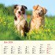 Nástenný kalendár Psy štvorec 2024