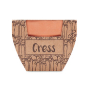 Semienka žeruchy v kvetináči