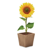 Sada na pestovanie slnečnice SUNFLOWER KIT