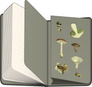 NOTIQUE Notes Bylinky Kateřiny Winterové, linajkovaný, 13 x 21 cm