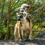 NOTIQUE Poznámkový kalendár Ohrozené druhy 2026, 30 x 30 cm