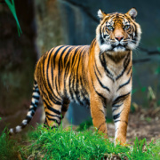 NOTIQUE Poznámkový kalendár Ohrozené druhy 2026, 30 x 30 cm