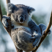 NOTIQUE Poznámkový kalendár Ohrozené druhy 2026, 30 x 30 cm