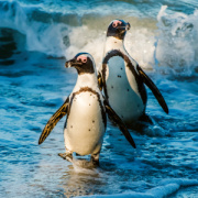 NOTIQUE Poznámkový kalendár Ohrozené druhy 2026, 30 x 30 cm