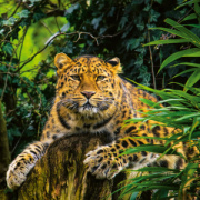 NOTIQUE Poznámkový kalendár Ohrozené druhy 2026, 30 x 30 cm