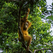 NOTIQUE Poznámkový kalendár Ohrozené druhy 2026, 30 x 30 cm