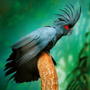 NOTIQUE Poznámkový kalendár Ohrozené druhy 2026, 30 x 30 cm