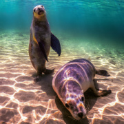 NOTIQUE Poznámkový kalendár Ohrozené druhy 2026, 30 x 30 cm