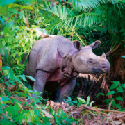 NOTIQUE Poznámkový kalendár Ohrozené druhy 2026, 30 x 30 cm