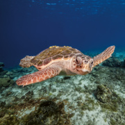 NOTIQUE Poznámkový kalendár Ohrozené druhy 2026, 30 x 30 cm