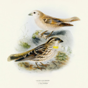 NOTIQUE Poznámkový kalendár Vtáčiky 2026, 30 x 30 cm