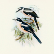 NOTIQUE Poznámkový kalendár Vtáčiky 2026, 30 x 30 cm