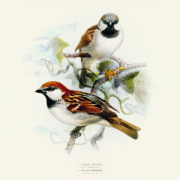 NOTIQUE Poznámkový kalendár Vtáčiky 2026, 30 x 30 cm