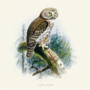 NOTIQUE Poznámkový kalendár Vtáčiky 2026, 30 x 30 cm