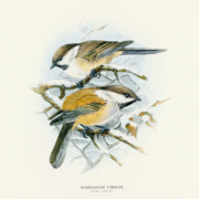 NOTIQUE Poznámkový kalendár Vtáčiky 2026, 30 x 30 cm