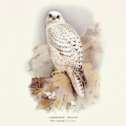 NOTIQUE Poznámkový kalendár Vtáčiky 2026, 30 x 30 cm