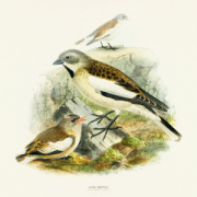 NOTIQUE Poznámkový kalendár Vtáčiky 2026, 30 x 30 cm