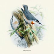 NOTIQUE Poznámkový kalendár Vtáčiky 2026, 30 x 30 cm