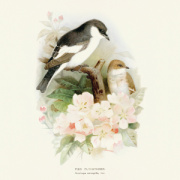 NOTIQUE Poznámkový kalendár Vtáčiky 2026, 30 x 30 cm