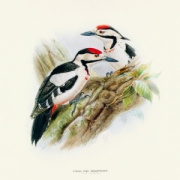 NOTIQUE Poznámkový kalendár Vtáčiky 2026, 30 x 30 cm