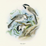 NOTIQUE Poznámkový kalendár Vtáčiky 2026, 30 x 30 cm