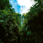 NOTIQUE Poznámkový kalendár Dažďové pralesy 2026, 30 x 30 cm