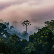 NOTIQUE Poznámkový kalendár Dažďové pralesy 2026, 30 x 30 cm