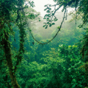 NOTIQUE Poznámkový kalendár Dažďové pralesy 2026, 30 x 30 cm