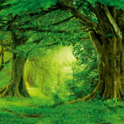 NOTIQUE Poznámkový kalendár Dažďové pralesy 2026, 30 x 30 cm