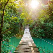 NOTIQUE Poznámkový kalendár Dažďové pralesy 2026, 30 x 30 cm