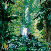 NOTIQUE Poznámkový kalendár Dažďové pralesy 2026, 30 x 30 cm