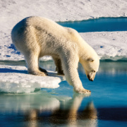 NOTIQUE Poznámkový kalendár Divoké zvieratá 2026, 30 x 30 cm