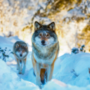 NOTIQUE Poznámkový kalendár Divoké zvieratá 2026, 30 x 30 cm