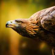 NOTIQUE Poznámkový kalendár Divoké zvieratá 2026, 30 x 30 cm