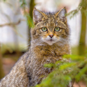 NOTIQUE Poznámkový kalendár Mačky 2026, 30 x 30 cm