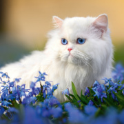 NOTIQUE Poznámkový kalendár Mačky 2026, 30 x 30 cm