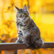 NOTIQUE Poznámkový kalendár Mačky 2026, 30 x 30 cm