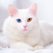 NOTIQUE Poznámkový kalendár Mačky 2026, 30 x 30 cm