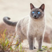 NOTIQUE Poznámkový kalendár Mačky 2026, 30 x 30 cm