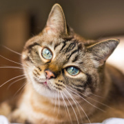 NOTIQUE Poznámkový kalendár Mačky 2026, 30 x 30 cm