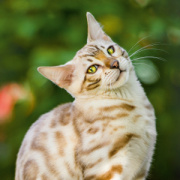 NOTIQUE Poznámkový kalendár Mačky 2026, 30 x 30 cm