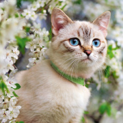 NOTIQUE Poznámkový kalendár Mačky 2026, 30 x 30 cm