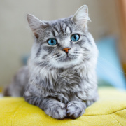 NOTIQUE Poznámkový kalendár Mačky 2026, 30 x 30 cm