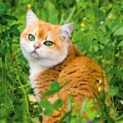 NOTIQUE Poznámkový kalendár Mačky 2026, 30 x 30 cm