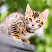 NOTIQUE Poznámkový kalendár Mačiatka 2026, 30 x 30 cm