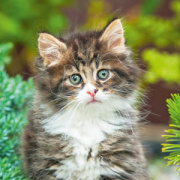 NOTIQUE Poznámkový kalendár Mačiatka 2026, 30 x 30 cm